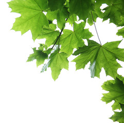 Green branches isolated on white