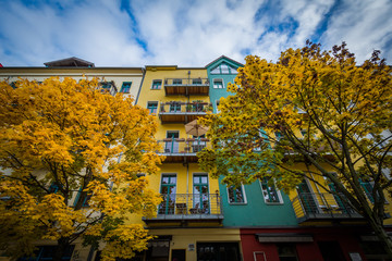 Autumn color and buildings along Dunckerstraße, in Prenzlauer B