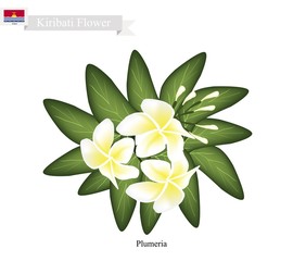Plumeria Frangipanis, A Popular Flower in Kiribati