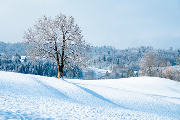 Lone tree in winter