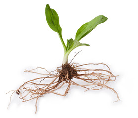 healing plants: broadleaf plantain (Plantago major L.) on white background