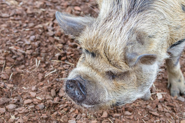 Fototapeta premium New Zealand Kunekune pig, the Maori name for this species of pig, means fat and round.