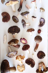 Food background - Mushrooms on the table