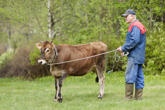 Sweden, Vastmanland, Bergslagen, Hallefors, Senior farmer standing with young bull (Bos taurus) in field
