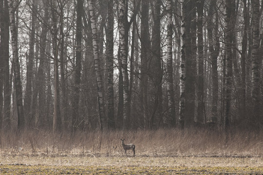 Sweden, Skane, Doe standing in meadow