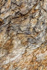 Wood Texture