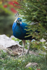 Fototapeta premium Hidden Peacock