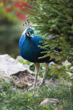 Hidden Peacock