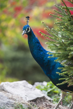 Hidden Peacock