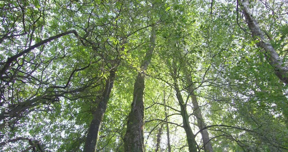 Poster camera looking up at the tall trees in a forest