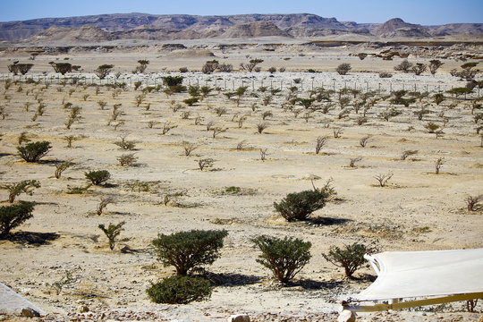 Frankincense tree in Wadi Dawkah Frankincence Nature Resort. Dho