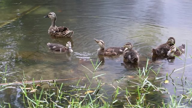 Ducklings on water 