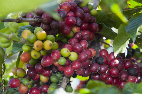 planta de café stock photo and royalty free images on fotolia com