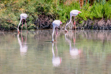 Les flamants roses de Camargue