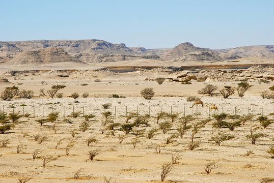 Frankincense tree in Wadi Dawkah Frankincence Nature Resort. Dho