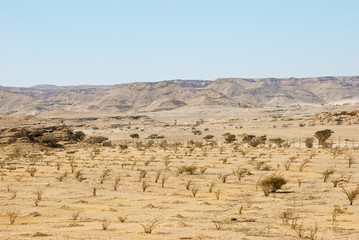 Frankincense tree in Wadi Dawkah Frankincence Nature Resort. Dho