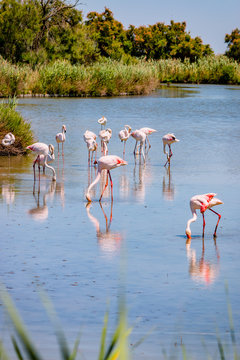 Fototapeta Les flamants roses de Camargue