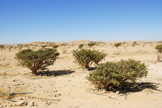 Frankincense tree in Wadi Dawkah Frankincence Nature Resort. Dho
