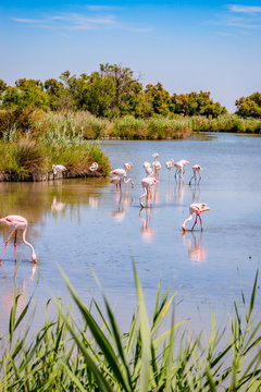 Fototapeta Les flamants roses de Camargue