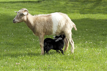 Obraz premium Mother goat feeding baby goats with milk