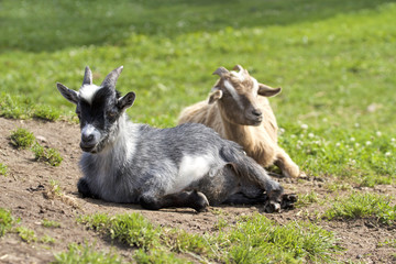 Fototapeta premium Cute goats on a green meadow 