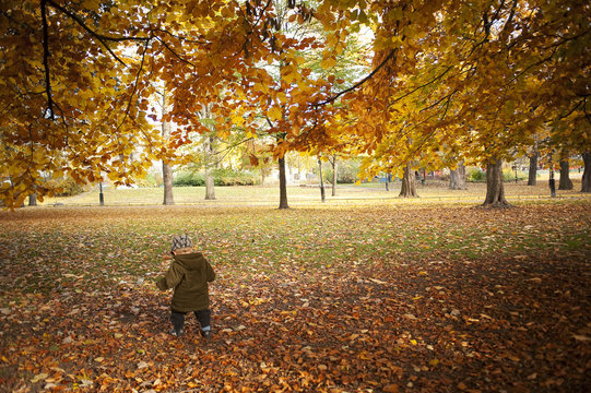 Sweden, Stockholm, Boy (2-3) walking park in autumn