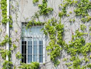 window shutter with ivy on old house wall