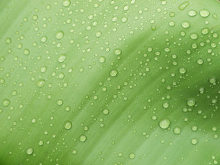 macro Water droplets on banana leaf