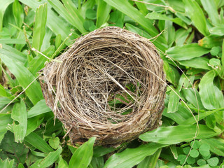 Bird nest on grass