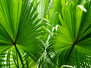 Obraz na płótnie Canvas beautiful palm leaves of tree in sunlight