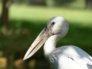 Asian Openbill Stork (Anastomus oscitans) in Thailand