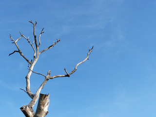 Dead tree on blue sky background