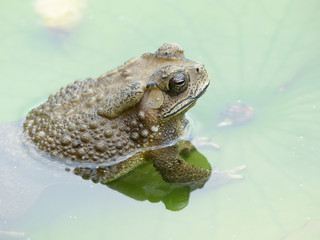 Toad on lotus leave with water in the pool