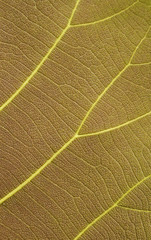 leaf texture ( teak leaf )