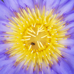 Purple Lotus flower with closeup pollens and its details