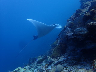 コモド国立公園の泳ぐマンタ