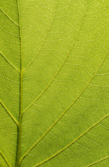 leaf texture