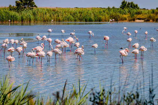 Fototapeta Les flamants roses de Camargue