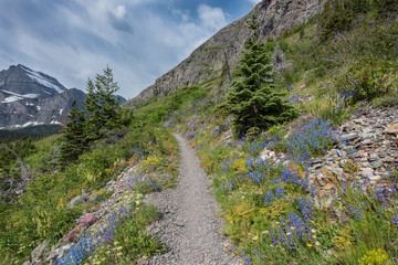 Wildflowers flank open mountain trail