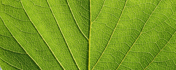 leaf texture