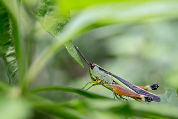 Grasshopper on a green leaf