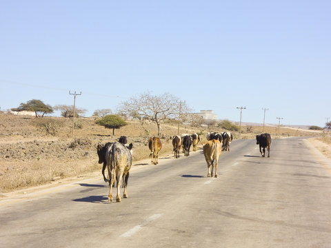 Herd of cows walking road nearby Salalah - Sultanate of Oman