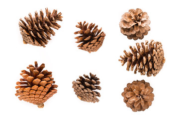 Dry pine cones