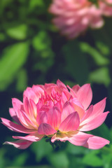 Dahlia Flower green background.