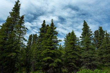 Denali National Park