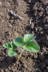 Young strawberry plant
