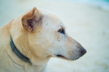 The anticipation of a dog on the beach.