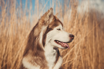 Brown Siberian husky portrait © liza_m