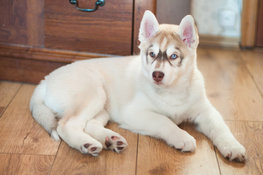 Beautiful pale Siberian husky puppy with different colored eyes