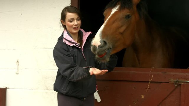 Horse eating hay in stable